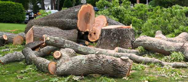 Best Leaf Removal  in Charleston, MS